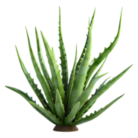 ai generato 3d interpretazione di un' aloe Vera pianta su trasparente sfondo - ai generato png