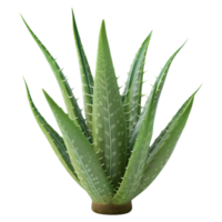 ai generato 3d interpretazione di un' aloe Vera pianta su trasparente sfondo - ai generato png