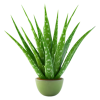 ai generiert 3d Rendern von ein Aloe vera Pflanze auf transparent Hintergrund - - ai generiert png