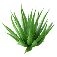 ai genererad 3d tolkning av en aloe vera växt på transparent bakgrund - ai genererad png