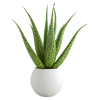 ai generato 3d interpretazione di un' aloe Vera pianta su trasparente sfondo - ai generato png