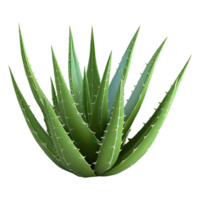 ai generato 3d interpretazione di un' aloe Vera pianta su trasparente sfondo - ai generato png