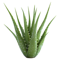 ai generado 3d representación de un áloe vera planta en transparente antecedentes - ai generado png