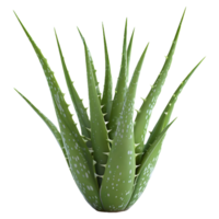 ai generiert 3d Rendern von ein Aloe vera Pflanze auf transparent Hintergrund - - ai generiert png