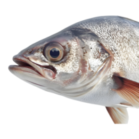 ai generado 3d representación de un hermosa vistoso pescado en transparente antecedentes - ai generado png