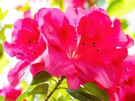 Rhododendron flowers blossoms in spring photo