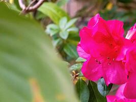 Rhododendron flowers blossoms in spring photo