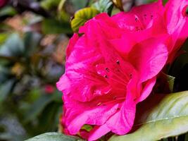 Rhododendron flowers blossoms in spring photo