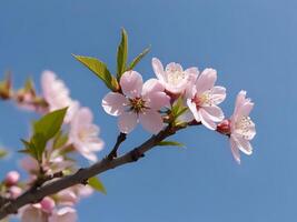 AI generated a branch of pink flowers against a blue sky photo