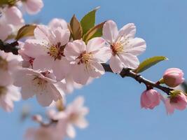 ai generado Cereza flores son floreciente en el primavera foto