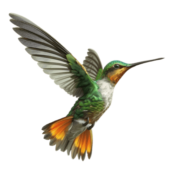 AI generated 3D Rendering of a Hummingbird on Transparent Background - Ai Generated png