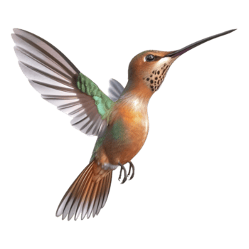 AI generated 3D Rendering of a Hummingbird on Transparent Background - Ai Generated png