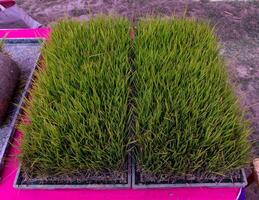 arroz planta de semillero cama foto