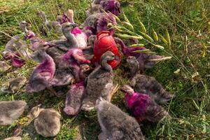 un grupo de cisnes comer césped en el suelo foto