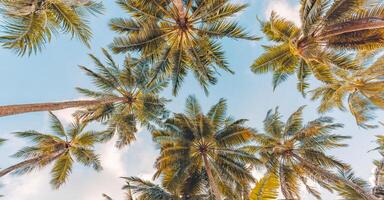 Romantic vibes of tropical palm tree with sun light on sky background. Outdoor sunset exotic foliage, closeup nature landscape. Coconut palm trees and shining sun over bright sky. Summer spring nature photo