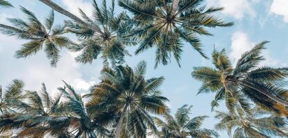 Summer beach background palm trees against blue sky banner panorama, travel destination. Tropical beach background with palm trees silhouette at sunset. Vintage effect. Meditation peaceful nature view photo