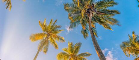 Summer vacation banner. Romantic vibes of tropical palm tree sunlight on sky background. Outdoor sunset exotic foliage closeup nature landscape. Coconut palm trees shining sun over bright sky panorama photo