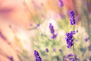 Wonderful closeup floral panorama. Amazing summer blurred landscape of blooming lavender flowers, peaceful sunset view, agriculture scenic. Beautiful nature dreamy background, inspire happy meditation photo