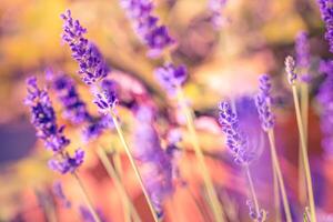 Wonderful closeup floral panorama. Amazing summer blurred landscape of blooming lavender flowers, peaceful sunset view, agriculture scenic. Beautiful nature dreamy background, inspire happy meditation photo