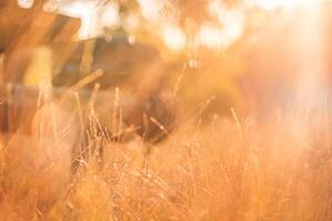 Yellow dry grass meadow, abstract soft focus sunset field landscape warm golden hour sunset sunrise time. Tranquil spring summer nature closeup and blurred forest background. Idyllic vintage nature photo