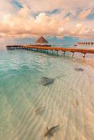 fantástica puesta de sol en la playa, aguas poco profundas con rayas y tiburones en las islas maldivas. hotel resort de lujo, embarcadero de madera, villa sobre el agua, bungalow. increíble viaje, vacaciones paisaje vida silvestre foto