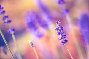 Wonderful closeup floral panorama. Amazing summer blurred landscape of blooming lavender flowers, peaceful sunset view, agriculture scenic. Beautiful nature dreamy background, inspire happy meditation photo