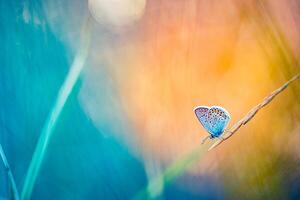 Sunset nature meadow field with butterfly as spring summer background concept. Amazing fantasy nature closeup. Inspirational nature peaceful beautiful wallpaper design. Dream bokeh sunset field photo