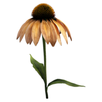 ai generado coneflower en transparente antecedentes - ai generado png