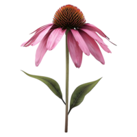 AI generated Coneflower on Transparent background - Ai Generated png