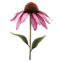 ai gerado coneflower em transparente fundo - ai gerado png