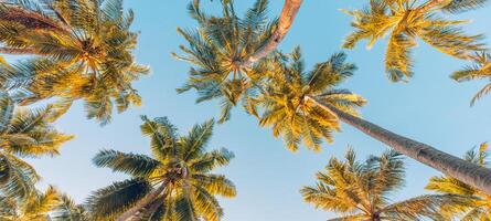 Summer vacation banner. Romantic vibes of tropical palm tree sunlight on sky background. Outdoor sunset exotic foliage closeup nature landscape. Coconut palm trees shining sun over bright sky panorama photo