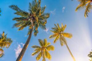 Serene tranquil tropical trees background concept. Coconut palms peaceful sunset sky. Exotic picturesque nature, colorful leaves, natural landscape. Summer tropical island holiday or vacation pattern photo