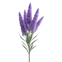 ai gerado lavanda flor em transparente fundo - ai gerado png