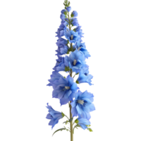 AI generated Delphinium Flower on Transparent background - Ai Generated png