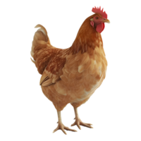 ai generato pollo in piedi su trasparente sfondo - ai generato png