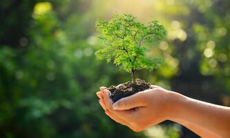 In the hands of trees growing seedlings. Bokeh green Background Female hand holding tree on nature field grass Forest conservation concept photo