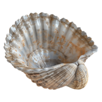 AI generated 3D Rendering of a Clam on Transparent Background - Ai Generated png