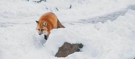 Cute fox on snow in winter season at Zao fox village, Miyagi prefecture, Japan. landmark and popular for tourists attraction near Sendai, Tohoku region, Japan. Travel and Vacation concept photo