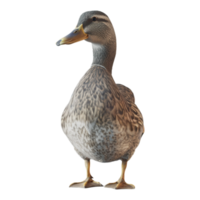 ai gerado 3d Renderização do uma lindo Pato em transparente fundo - ai gerado png