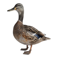 ai généré 3d le rendu de une magnifique canard sur transparent Contexte - ai généré png