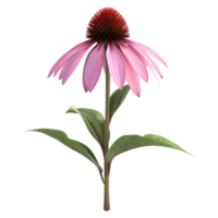 ai gerado coneflower em transparente fundo - ai gerado png