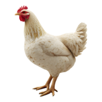 ai généré poulet permanent sur transparent Contexte - ai généré png