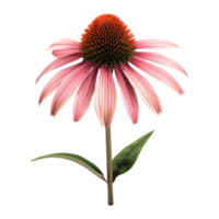 ai gerado coneflower em transparente fundo - ai gerado png