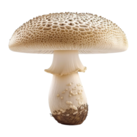 ai généré 3d le rendu de une champignon sur transparent Contexte - ai généré png