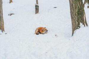 Cute fox on snow in winter season at Zao fox village, Miyagi prefecture, Japan. landmark and popular for tourists attraction near Sendai, Tohoku region, Japan. Travel and Vacation concept photo