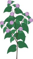 Branch with light violet berries vector illustration