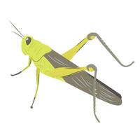 Grasshopper design with backgroun and isolated in white vector