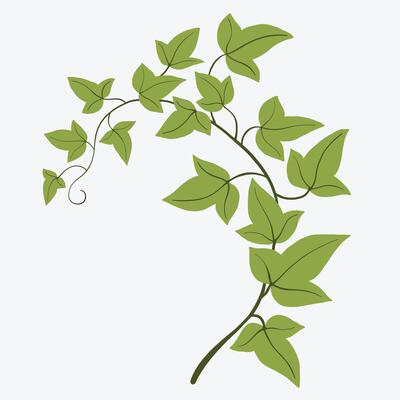 Floral ivy drawing decorative ornament flat design.