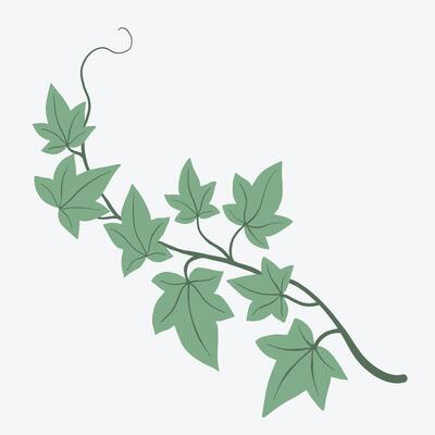Floral ivy drawing decorative ornament flat design.
