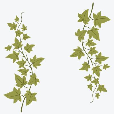 Floral ivy drawing decorative ornament flat design.